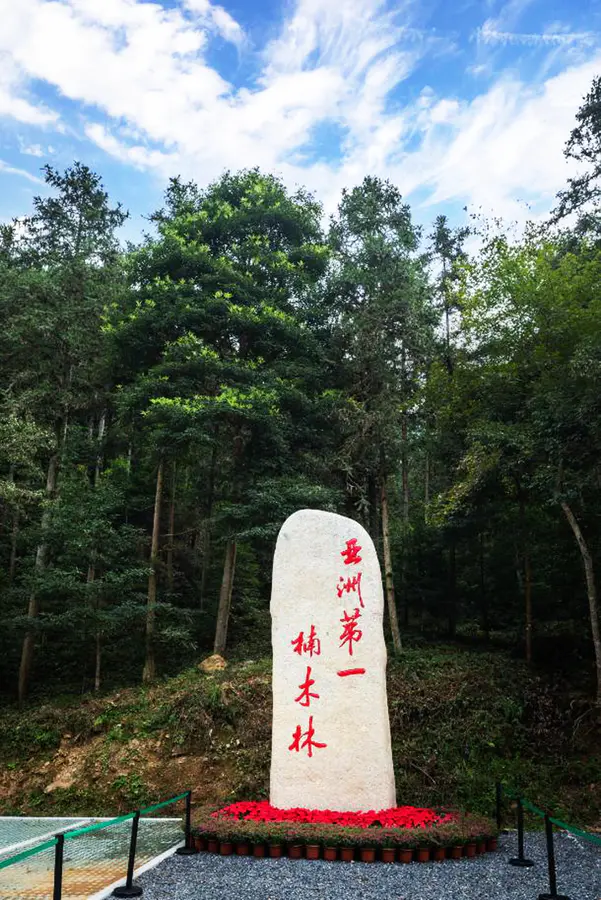 楠木成林荷塘绿