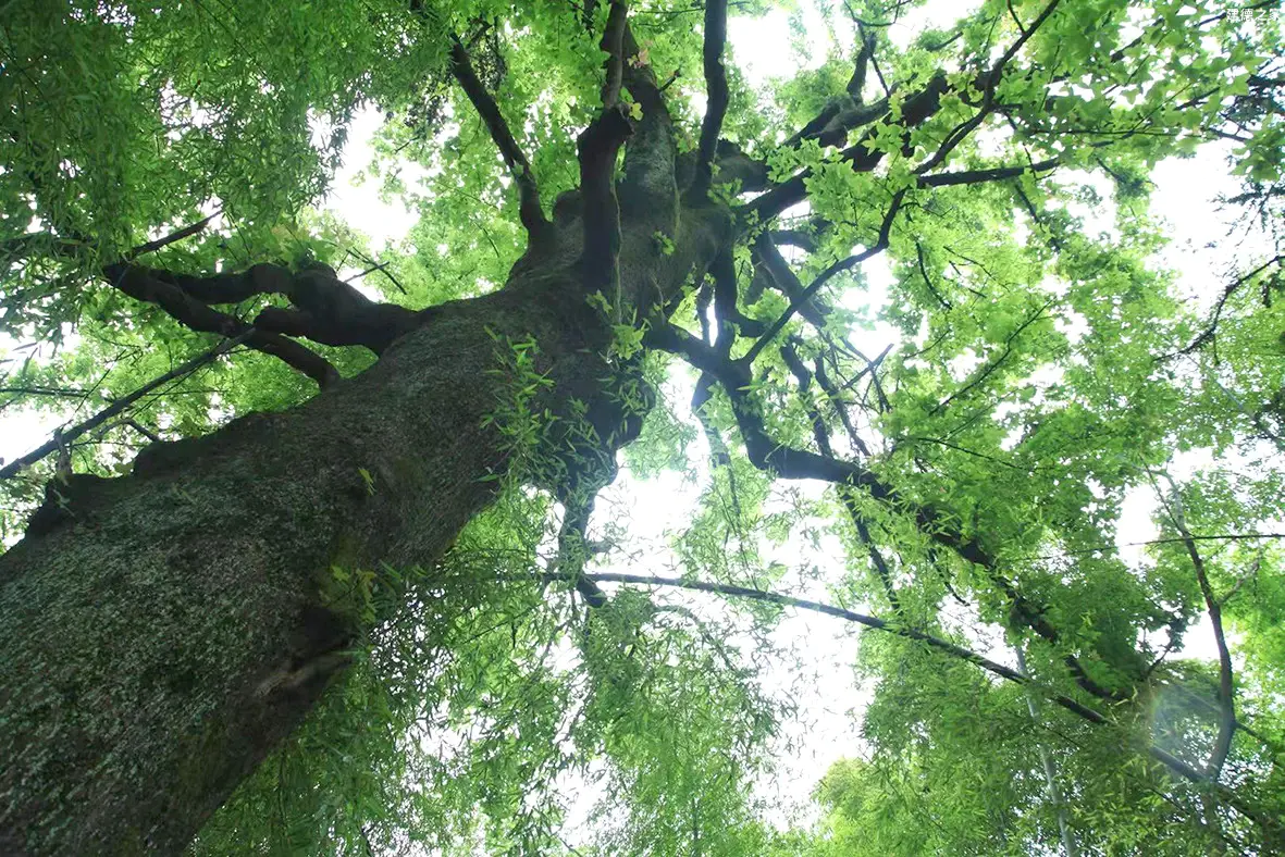 清水塘下有高乔 清水塘下有高乔