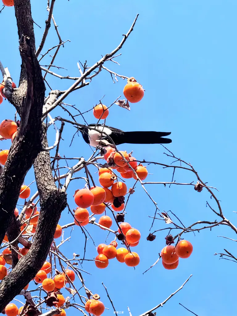 枝头觅秋香 枝头觅秋香