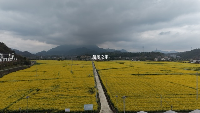 春日限定之油菜花