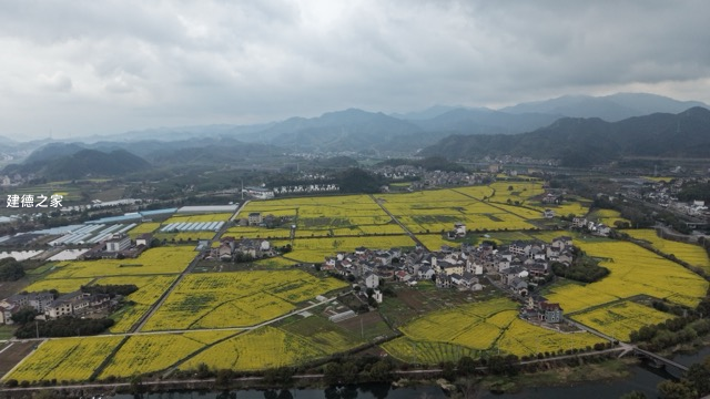 春日限定之油菜花