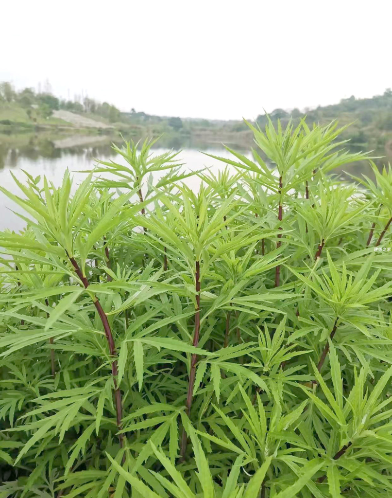 蒌蒿满地芦芽短