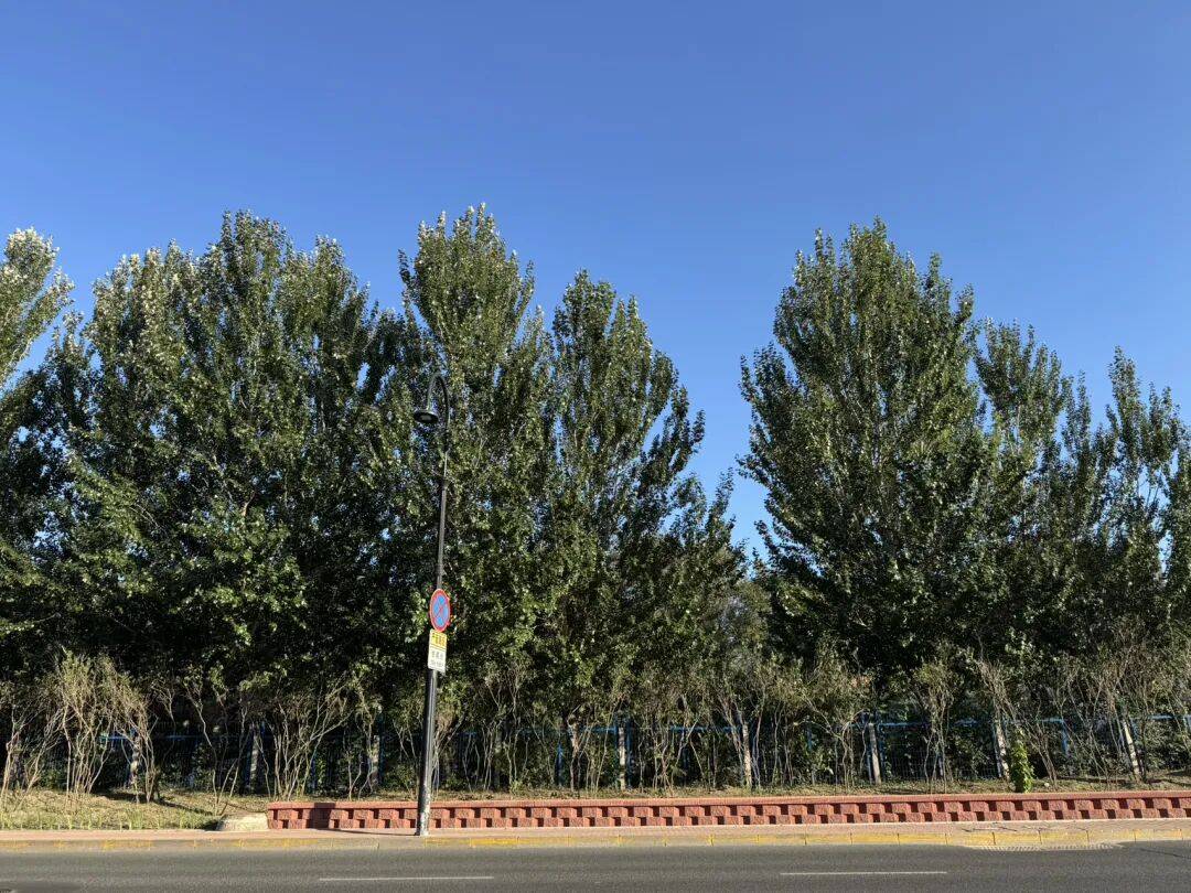 摩旅大小兴安岭：做回森林的幽灵