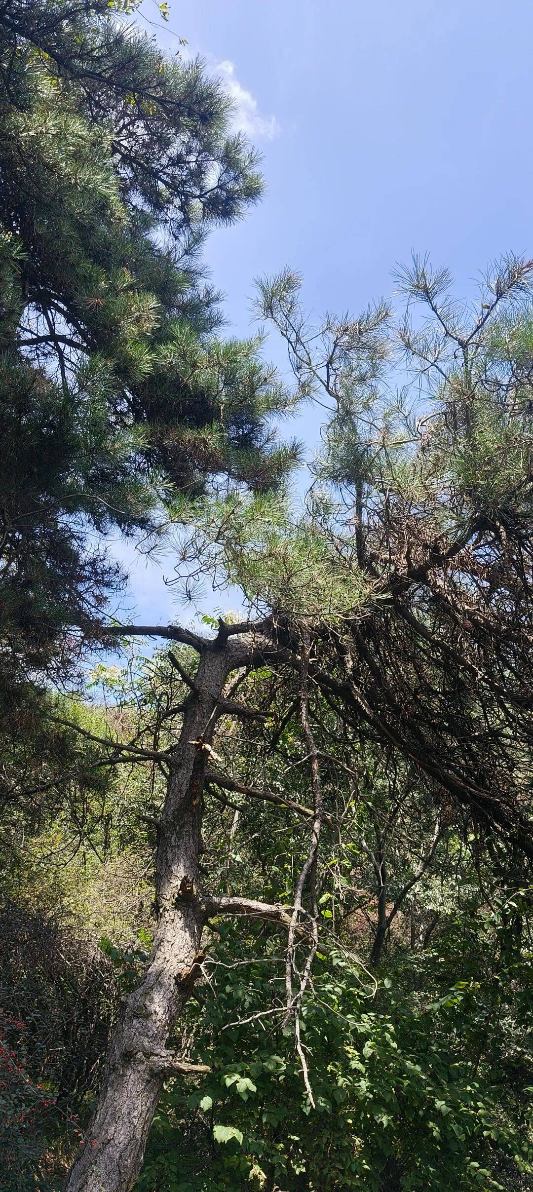 千里单骑走秦晋之二十六   在高平，有一座深山石窟秘境